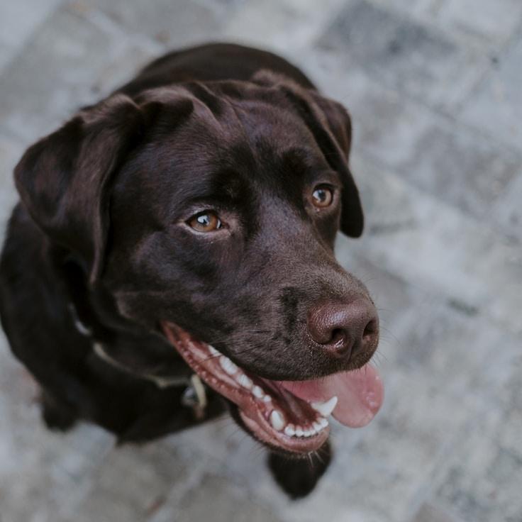 Kaveri Mehta, Lead Design Curator at FieldFolioHaven, reviewing corporate floral arrangements